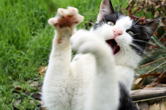 新加坡队的精彩表现:国际乒联混合团体世界杯赛场回顾与展望,新加坡乒乓球世锦赛