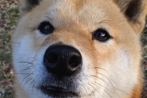 开云网站-中国男篮备战亚预赛新战术曝光引发热议，男篮亚预赛中国队