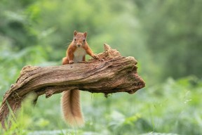 开云体育中国官方网站-CBA球队注重数据分析助力战术制定，cba 分析