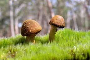 kaiyun开云·官方网站-未来突破！澳大利亚乒乓球队如何应对国际强队的挑战，澳大利亚乒乓球水平怎么样