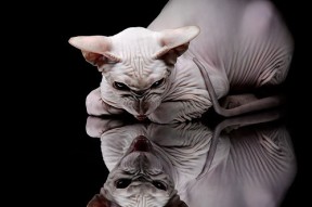 开云网页-青少年体育赛事推广策略，青少年体育竞赛各项管理规定