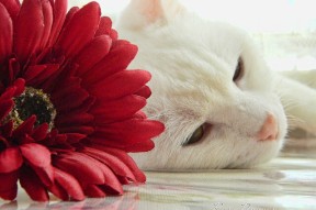 kaiyun登录入口-体育新闻中心发布体育新闻行业标准化建设方案，体育新闻标题怎么写