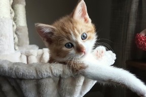 开云体育网页版-国家男篮参加多场国际友谊赛积累经验，男篮国家队比赛时间